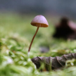 Mushroom_Web